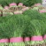 【推荐】河北茴香苗一手货源供应市场商超电商量大价优