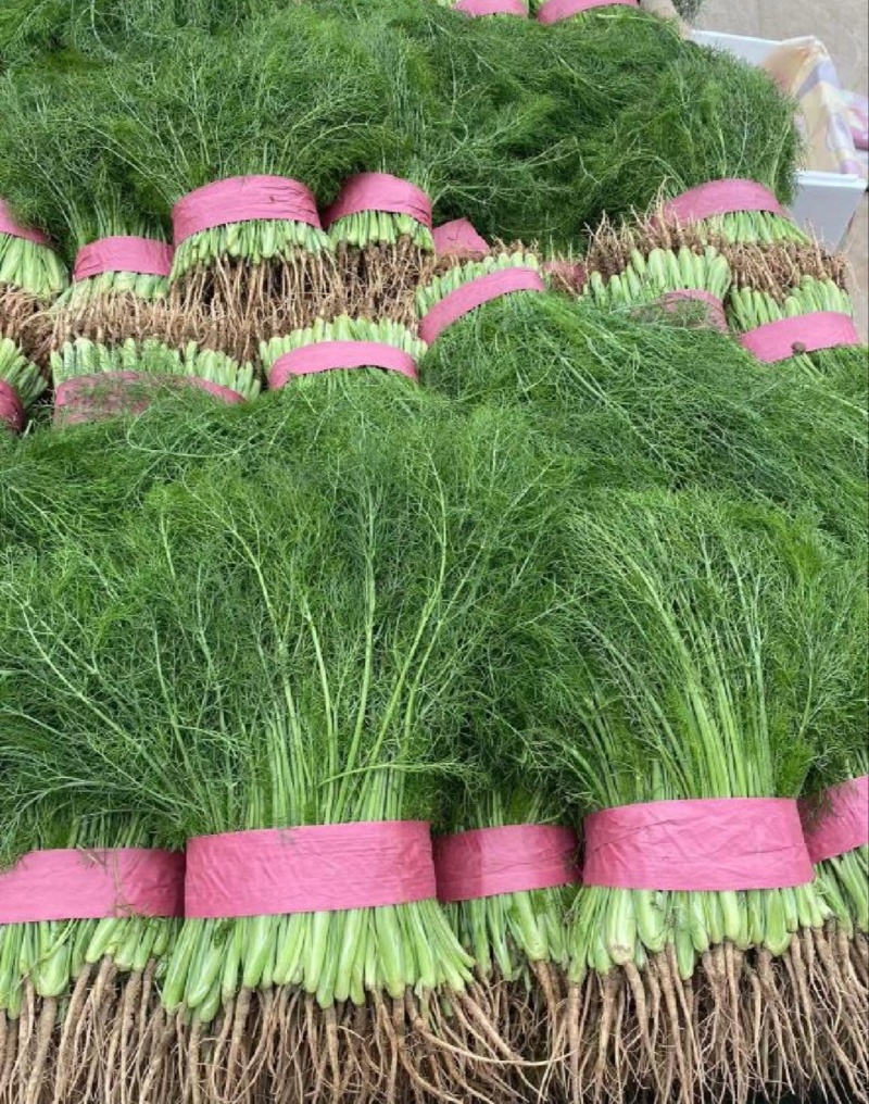 【推荐】河北茴香苗一手货源供应市场商超电商量大价优