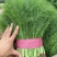 【推荐】河北茴香苗一手货源供应市场商超电商量大价优