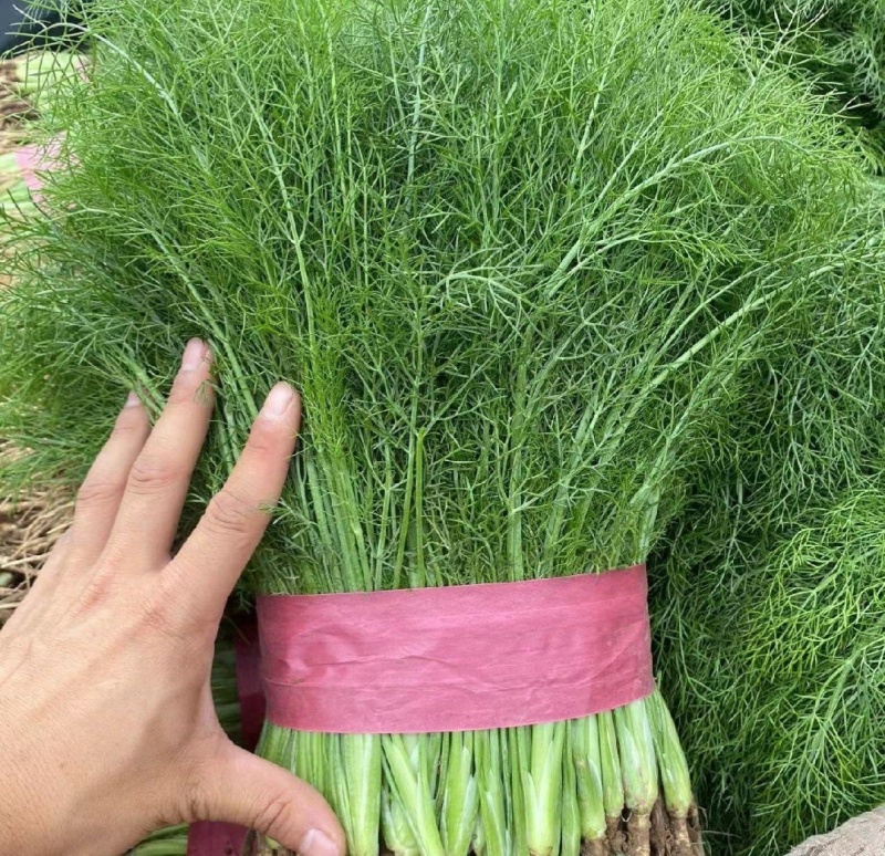 【推荐】河北茴香苗一手货源供应市场商超电商量大价优