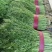 【推荐】河北茴香苗一手货源供应市场商超电商量大价优