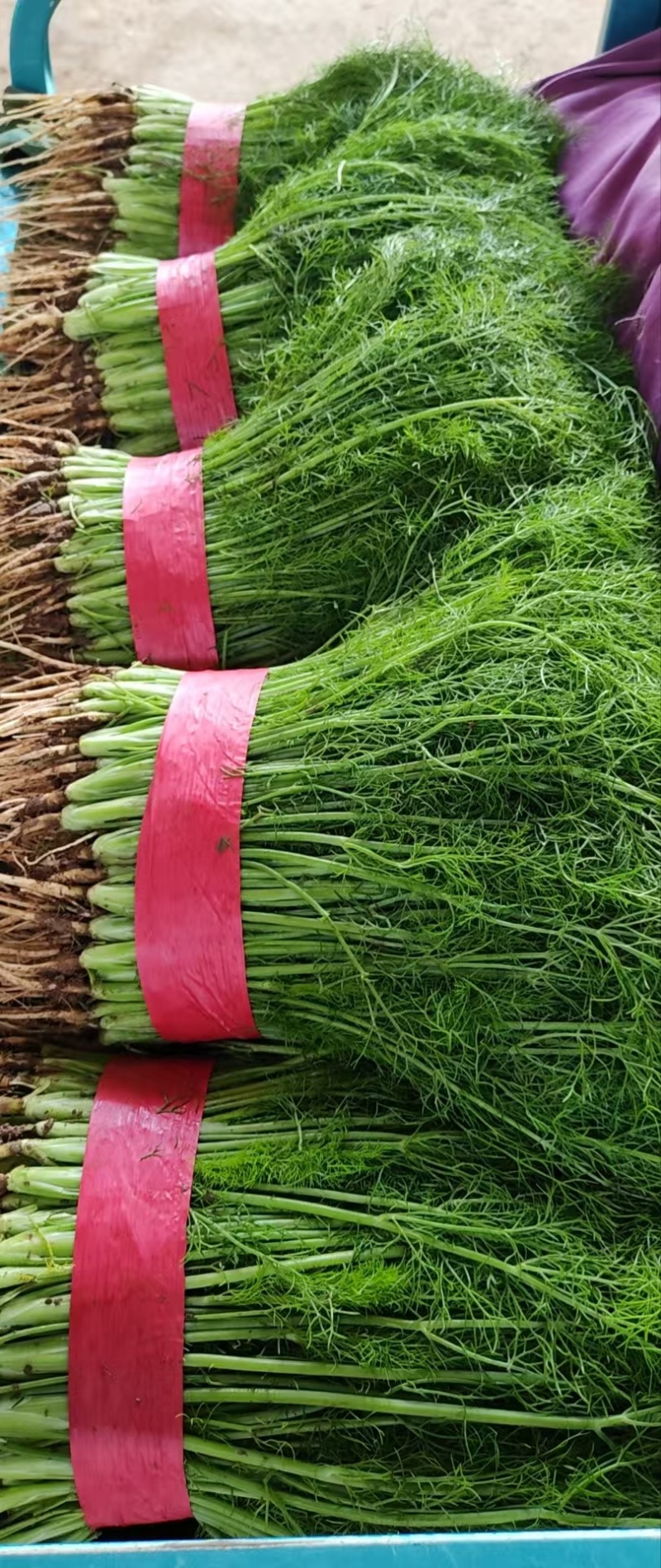 【推荐】河北茴香苗一手货源供应市场商超电商量大价优