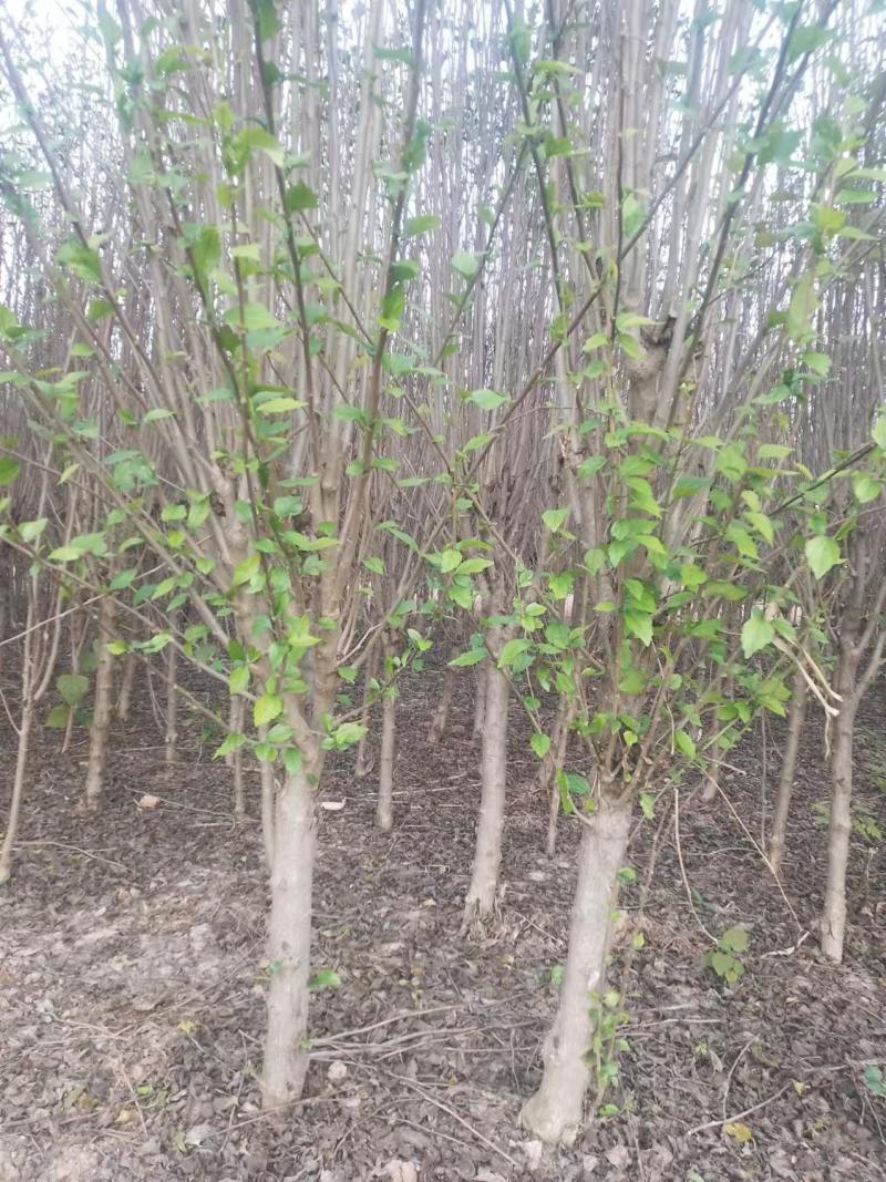 木槿花树