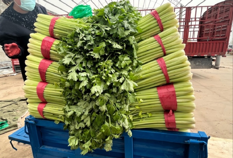 【推荐】河北香芹芹菜一手货源供应市场商超电商量大价优