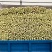 【推荐】河北香芹芹菜一手货源供应市场商超电商量大价优