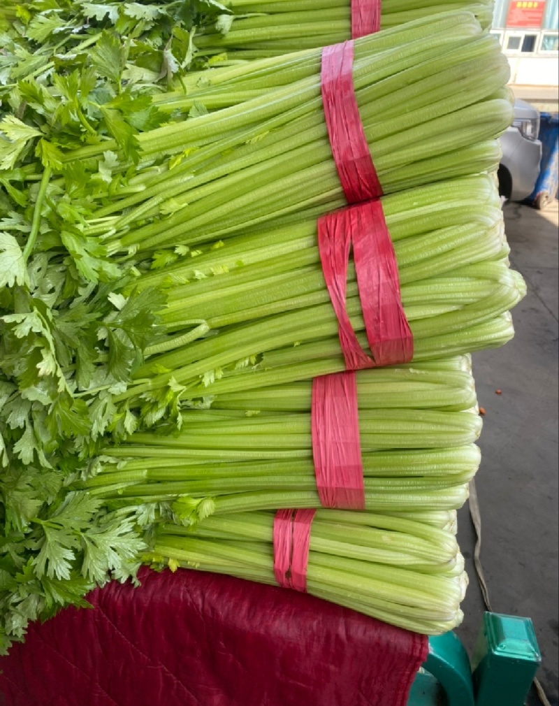【推荐】河北香芹芹菜一手货源供应市场商超电商量大价优