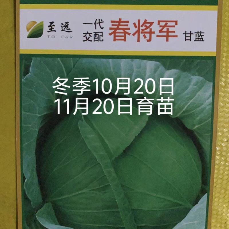 春将军甘蓝种早熟冬性强耐抽苔裂球口感好亩产4000公斤抗