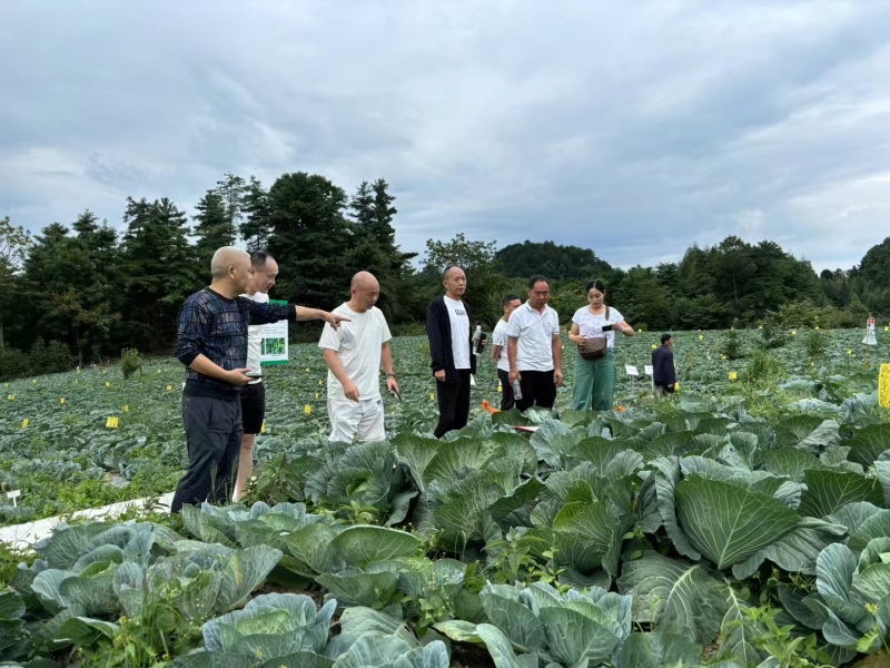 春将军甘蓝种早熟冬性强耐抽苔裂球口感好亩产4000公斤抗