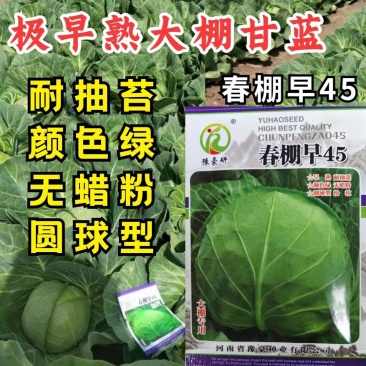春棚早45甘蓝种子极早熟耐抽苔绿球松软春秋包菜高产甘蓝种