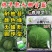 春棚早45甘蓝种子极早熟耐抽苔绿球松软春秋包菜高产甘蓝种