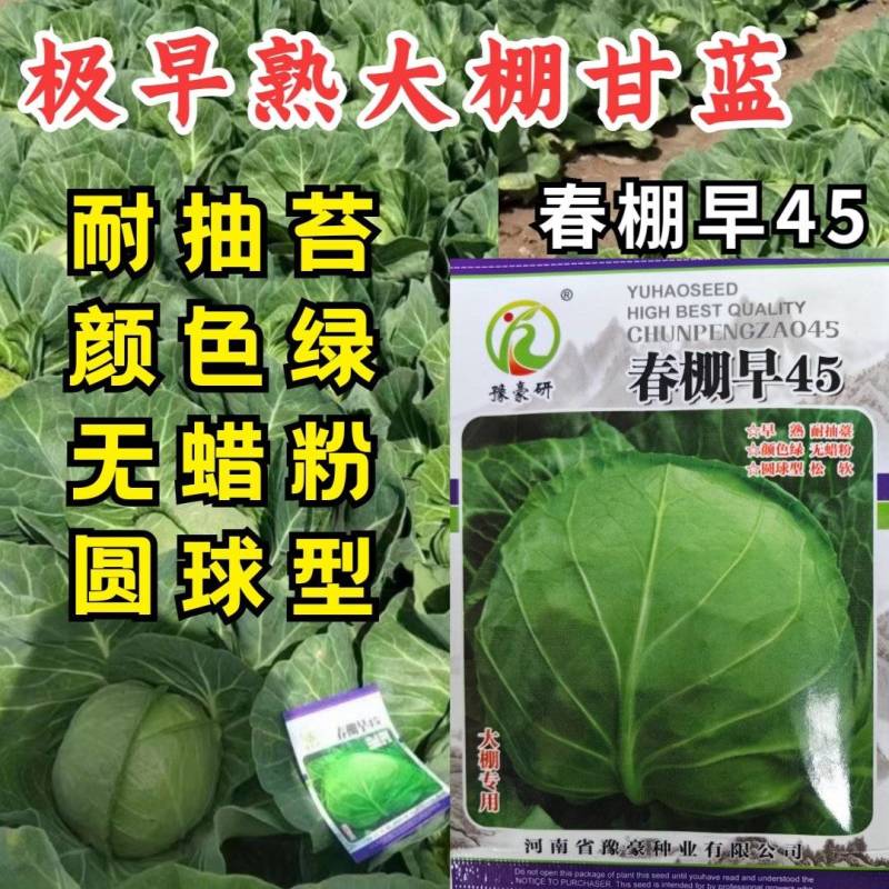 春棚早45甘蓝种子极早熟耐抽苔绿球松软春秋包菜高产甘蓝种