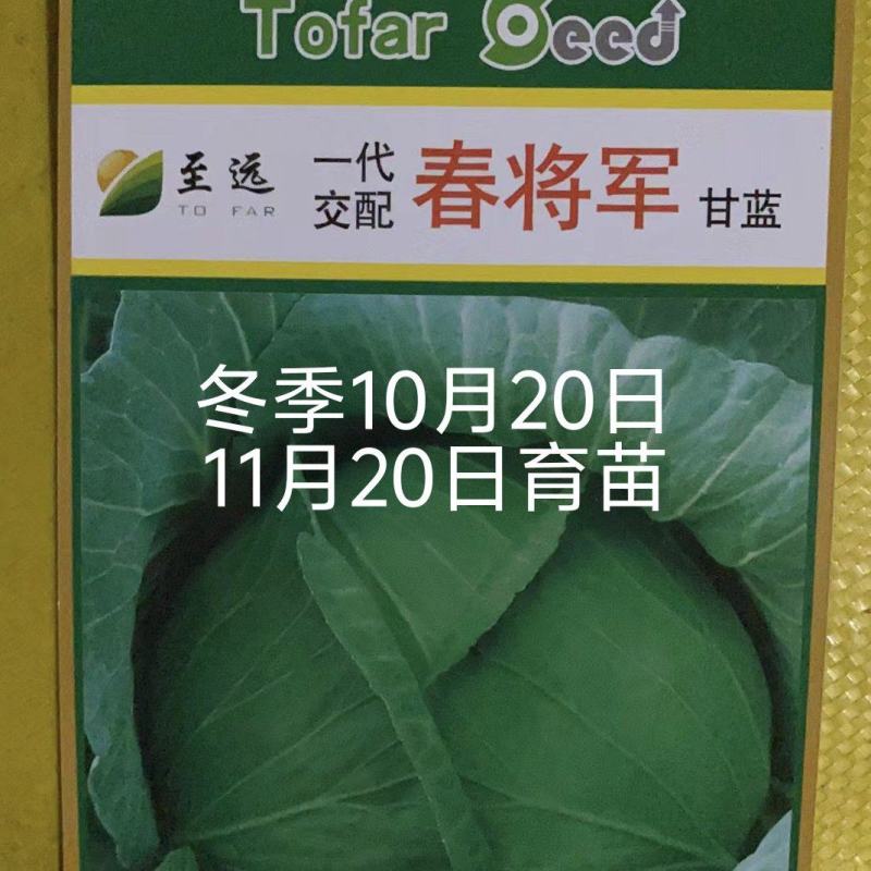 春将军甘蓝种早熟冬性强耐抽苔裂球口感好亩产4000公斤抗