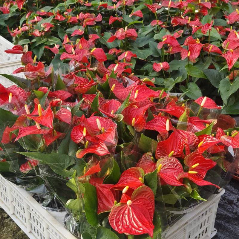 红掌租摆红掌全年有货大小棵都有自家花圃一手货源全国发