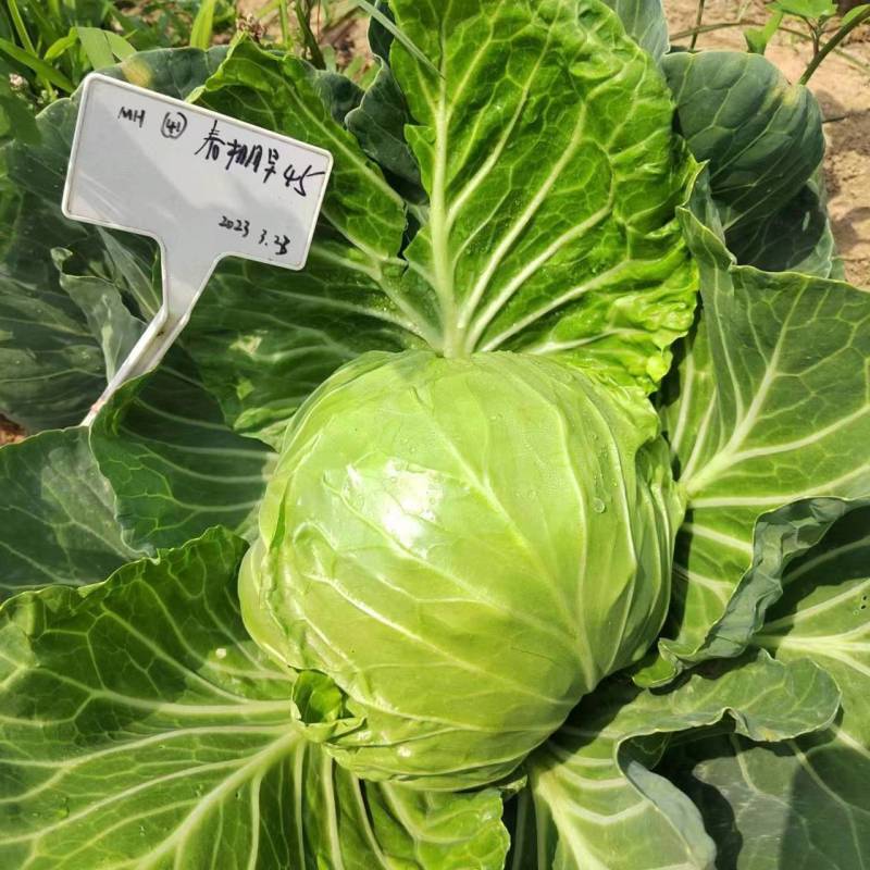 春棚早45甘蓝种子极早熟耐抽苔绿球松软春秋包菜高产甘蓝种