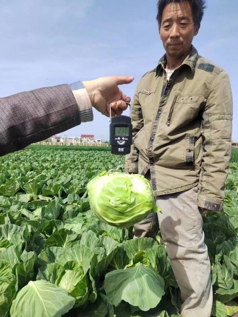 春棚早45甘蓝种子极早熟耐抽苔绿球松软春秋包菜高产甘蓝种