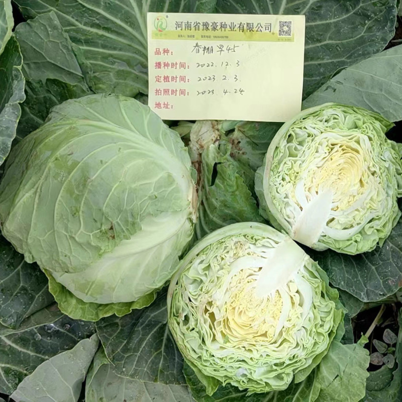 春棚早45甘蓝种子极早熟耐抽苔绿球松软春秋包菜高产甘蓝种