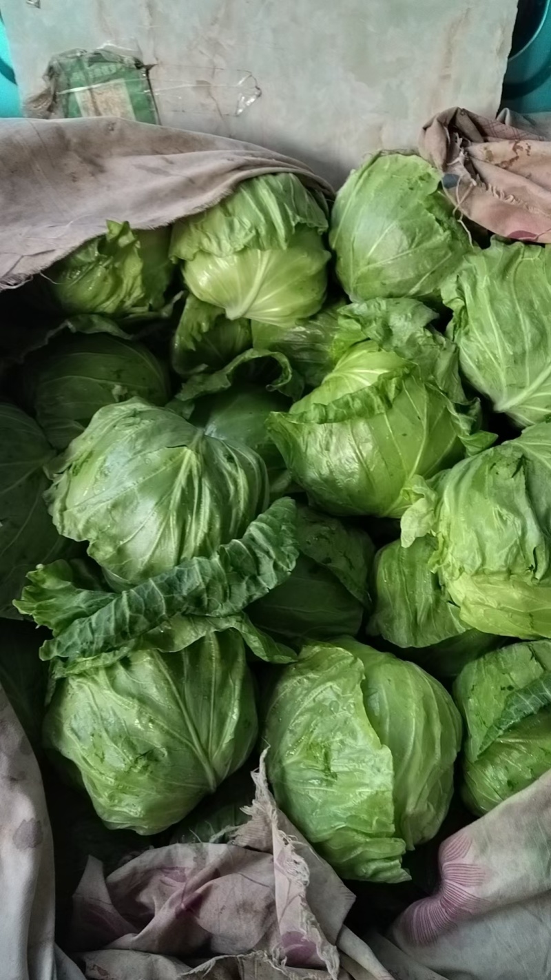 春棚早45甘蓝种子极早熟耐抽苔绿球松软春秋包菜高产甘蓝种