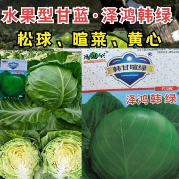 泽鸿韩绿甘蓝种子黄心松软暄菜水果型春秋早熟球形甘蓝包菜种