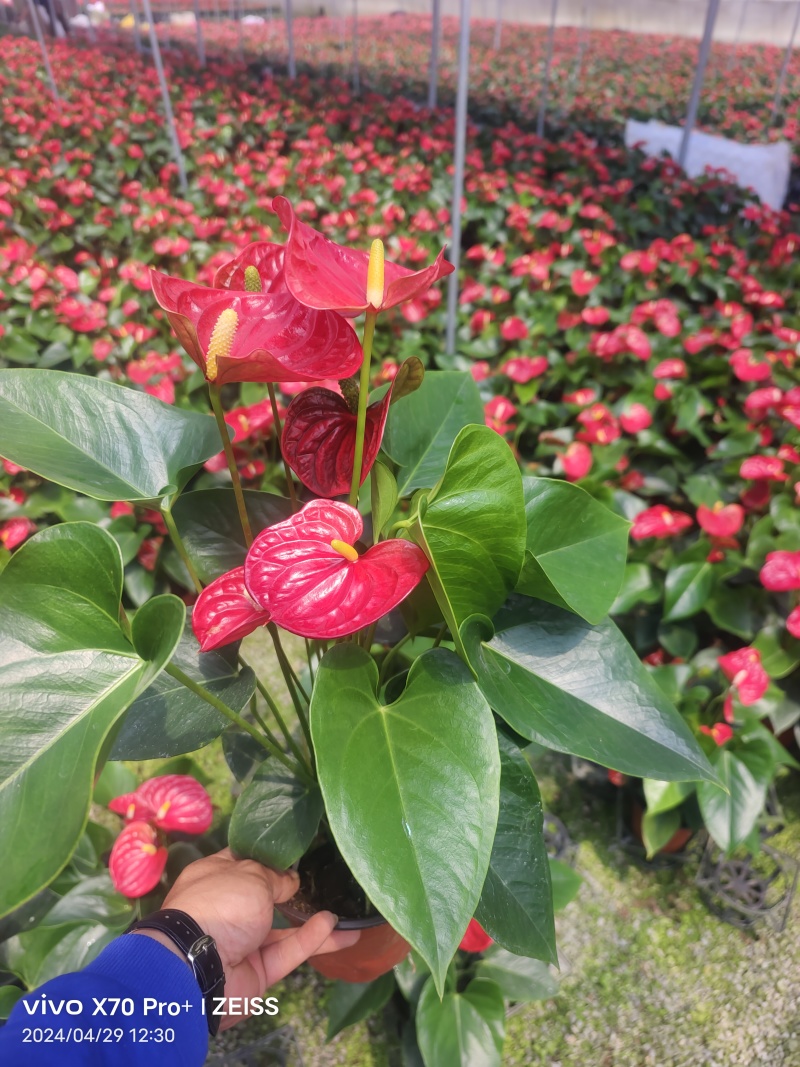 红掌租摆红掌全年有货大小棵都有自家花圃一手货源全国发