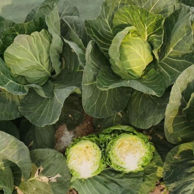 泽鸿韩绿甘蓝种子黄心松软暄菜水果型春秋早熟球形甘蓝包菜种