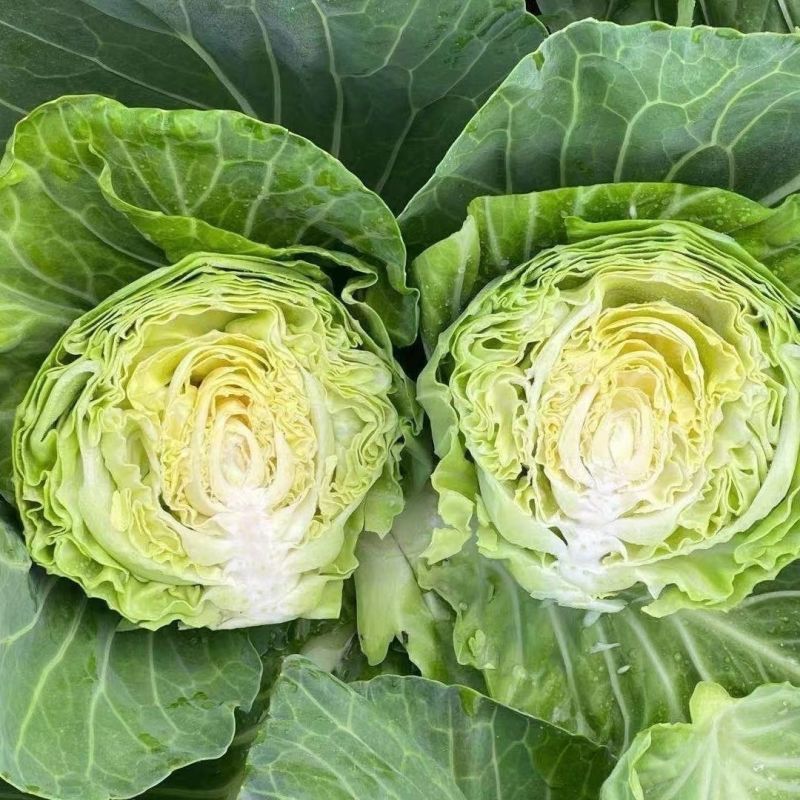 泽鸿韩绿甘蓝种子黄心松软暄菜水果型春秋早熟球形甘蓝包菜种