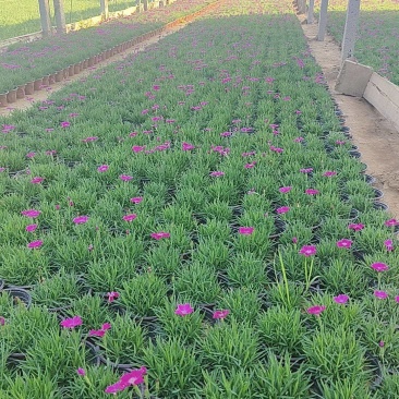 【欧石竹】潍坊欧石竹地被草坪耐寒花镜搭配植物花海植物自家