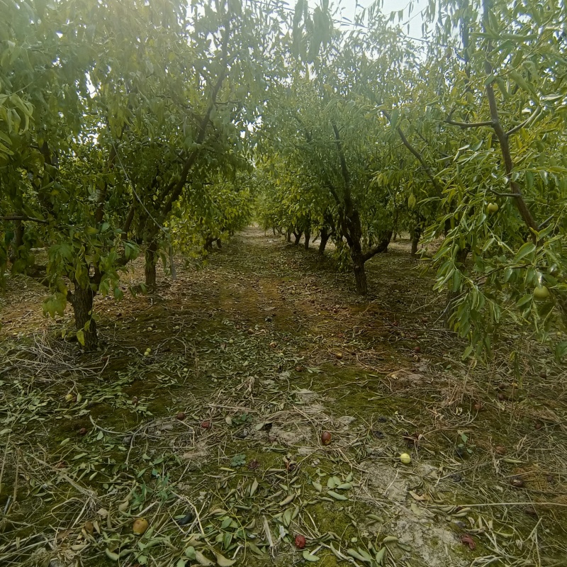 冬枣树各种规格
