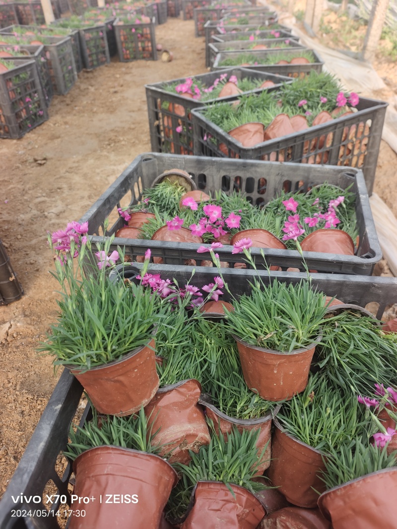 【欧石竹】潍坊欧石竹地被草坪耐寒花镜搭配植物花海植物自家