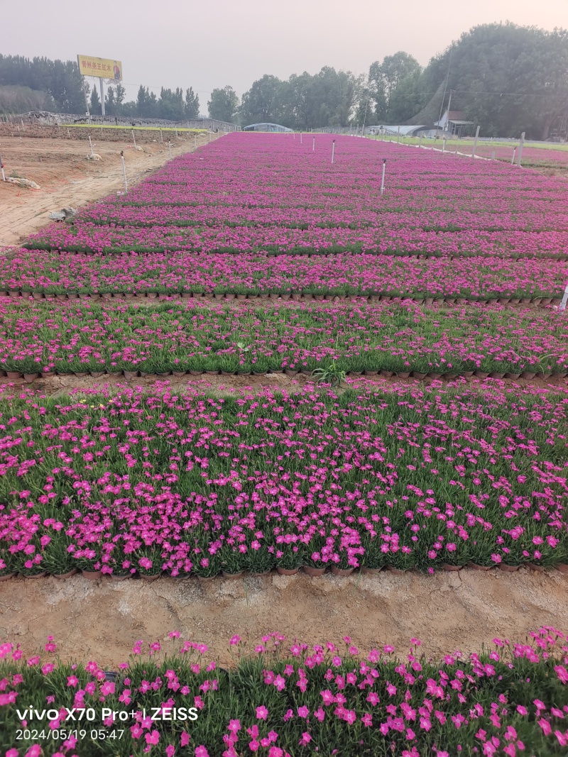 【欧石竹】潍坊欧石竹地被草坪耐寒花镜搭配植物花海植物自家
