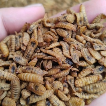黑水虻蛋白虫干***********