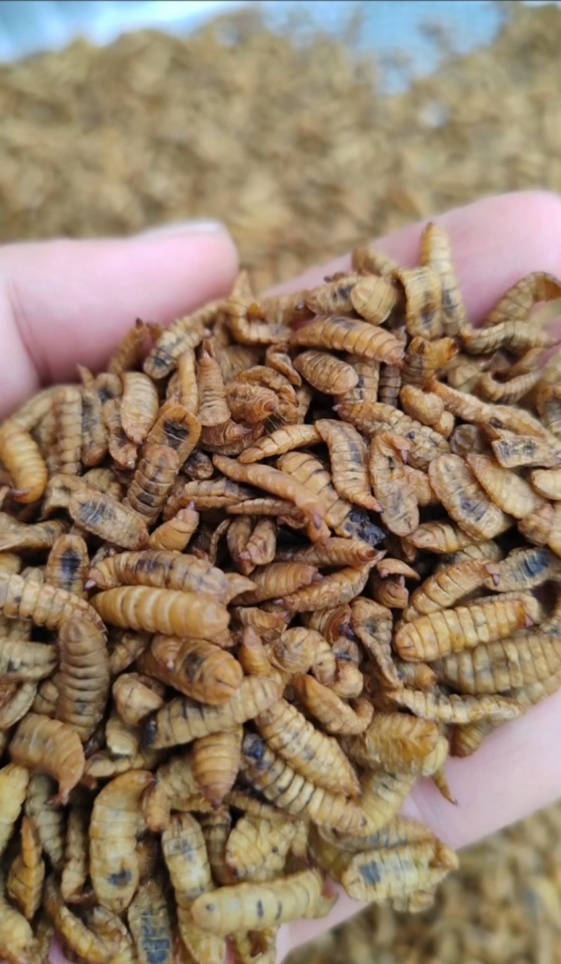 黑水虻蛋白虫干***********