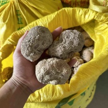 优质虎乳菌，源至天然的珍贵滋补佳品大个头1斤3到4个