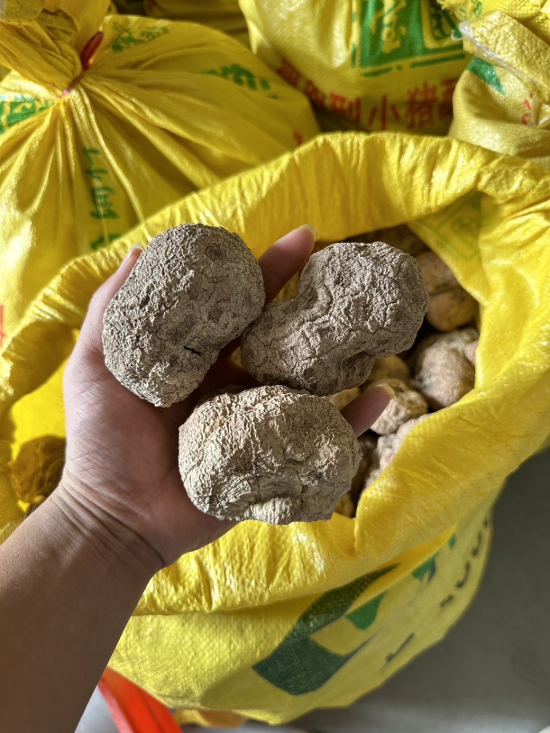 优质虎乳菌，源至天然的珍贵滋补佳品大个头1斤3到4个