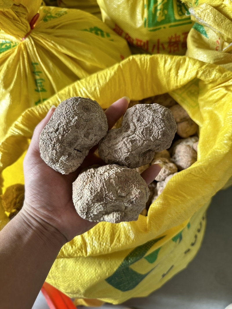 优质虎乳菌，源至天然的珍贵滋补佳品大个头1斤3到4个