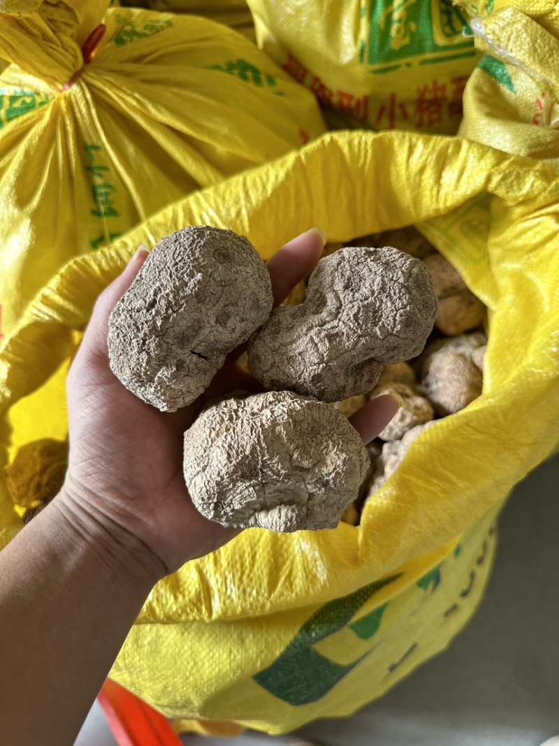 优质虎乳菌，源至天然的珍贵滋补佳品大个头1斤3到4个