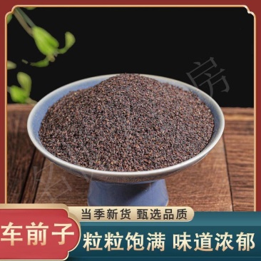 江西车前子