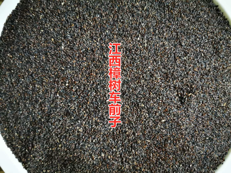 江西车前子