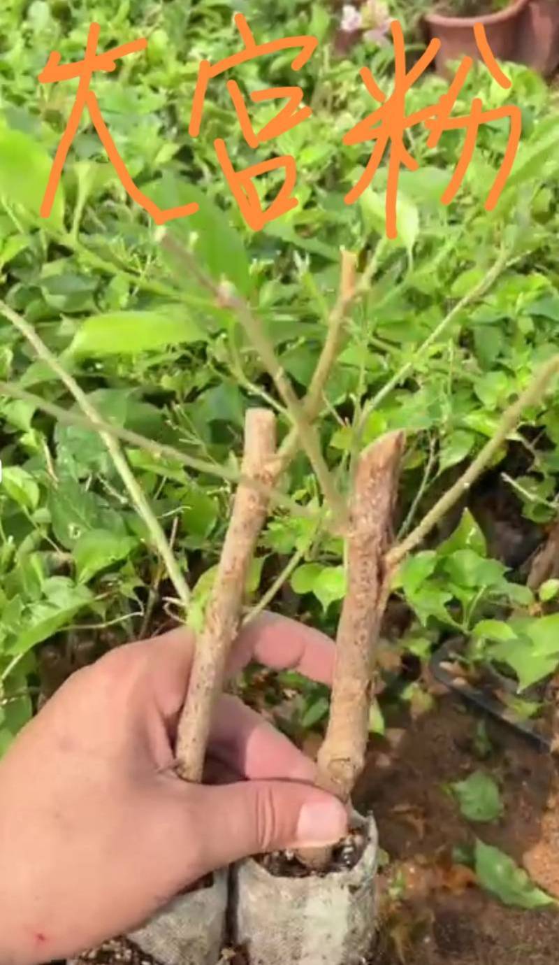 自家三角梅袋苗基地，有各种规格，品种的小苗袋和盆景苗