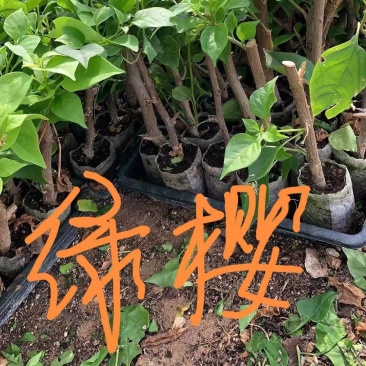 自家三角梅袋苗基地，有各种规格，品种的小苗袋和盆景苗