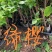 自家三角梅袋苗基地，有各种规格，品种的小苗袋和盆景苗