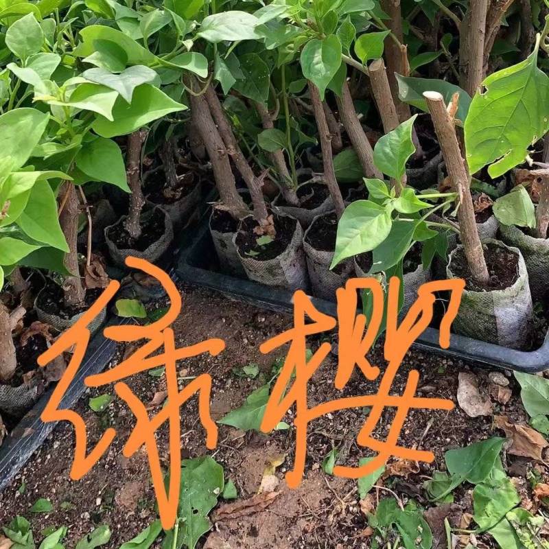 自家三角梅袋苗基地，有各种规格，品种的小苗袋和盆景苗