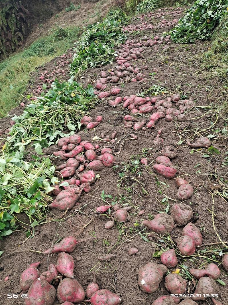 甜红薯
