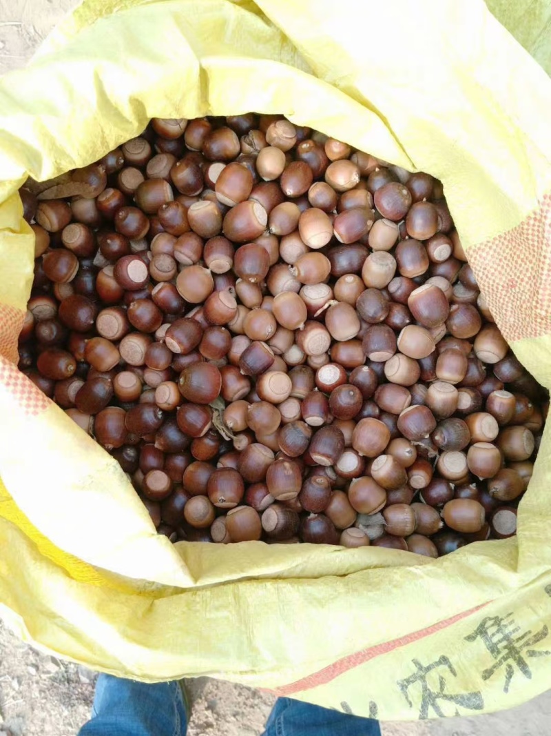 麻栎种子麻栎种子新货上市麻栎种子大量批发，量大价优