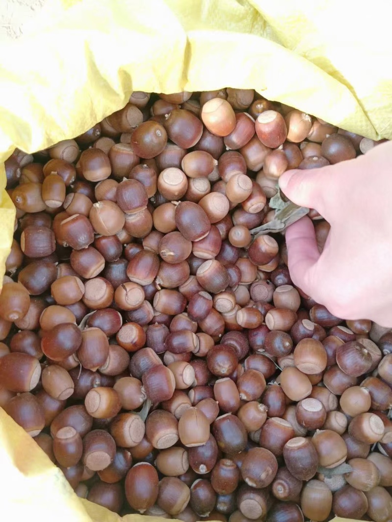 麻栎种子麻栎种子新货上市麻栎种子大量批发，量大价优