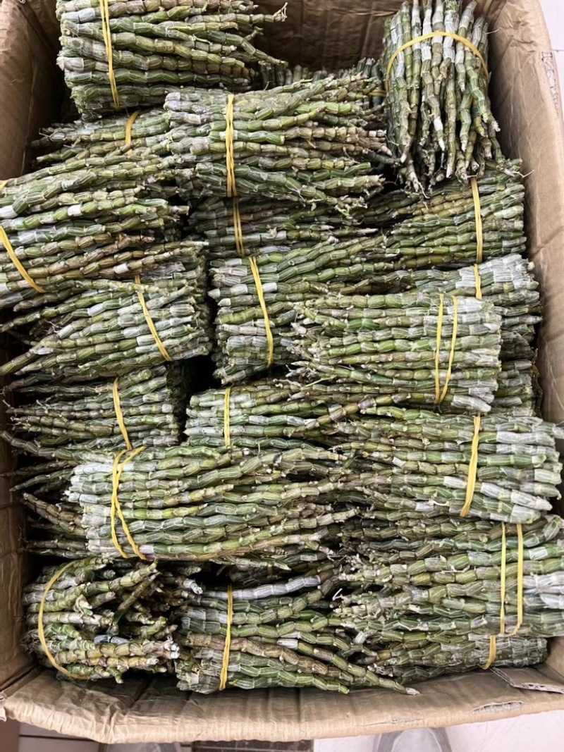 云南铁皮石斛鲜条产地直发量大价优欢迎各老板咨询