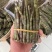云南铁皮石斛鲜条产地直发量大价优欢迎各老板咨询