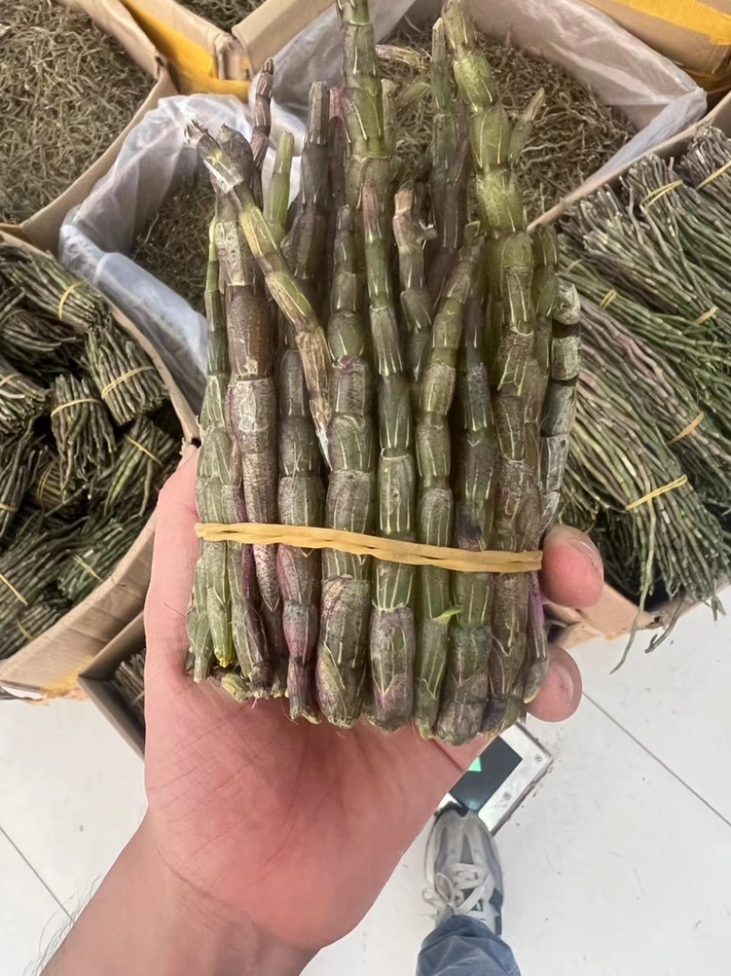 云南铁皮石斛鲜条产地直发量大价优欢迎各老板咨询