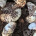 独角仙幼虫甲虫蛋白虫