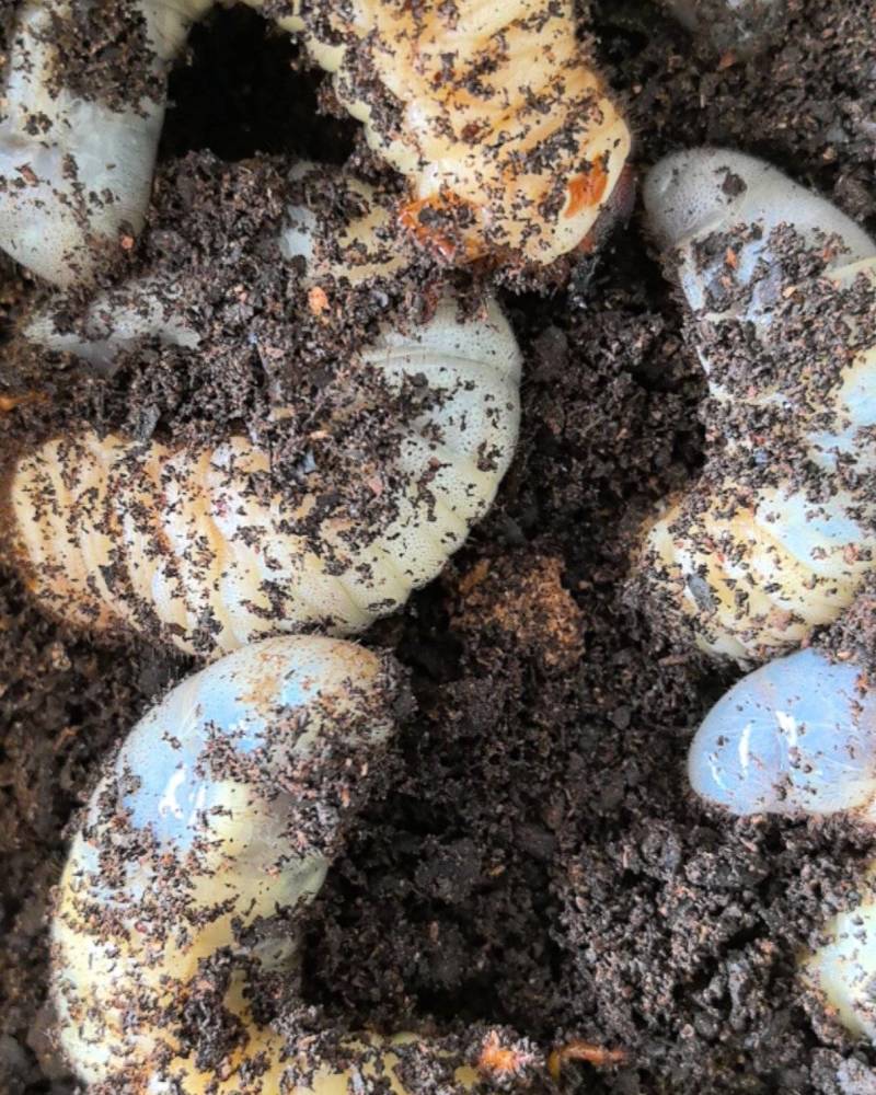 独角仙幼虫甲虫蛋白虫