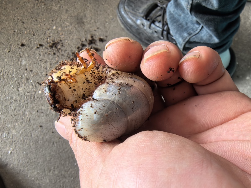 独角仙幼虫甲虫蛋白虫